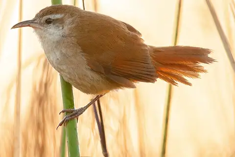 Curve-billed Reedhaunter