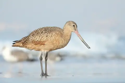 Marbled Godwit