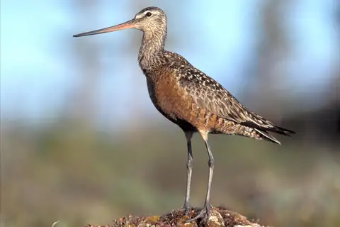 Hudsonian Godwit