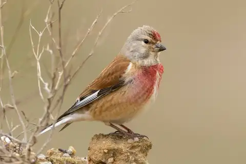 Common Linnet