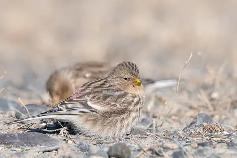 Twite