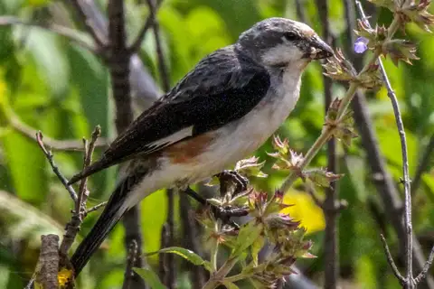 Warsangli Linnet