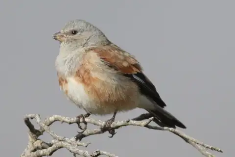Yemen Linnet