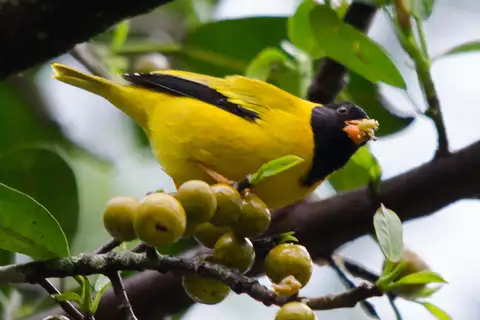 Oriole Finch