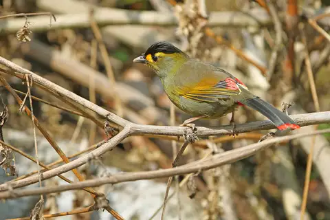Bugun Liocichla