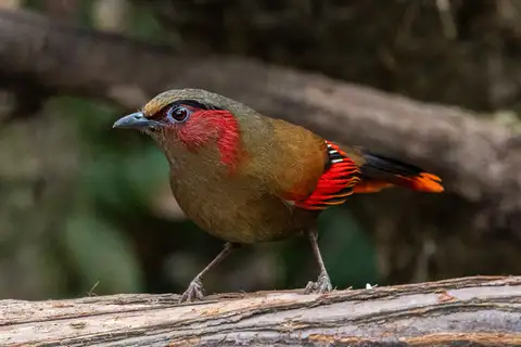 Red-faced Liocichla