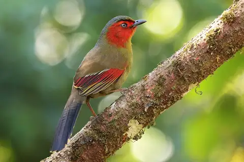 Scarlet-faced Liocichla