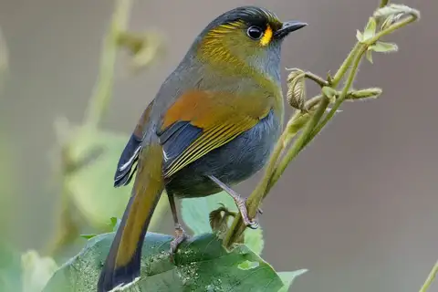 Taiwan Liocichla