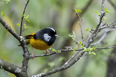 Golden-breasted Fulvetta