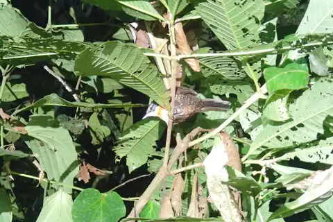 Rusty-belted Tapaculo