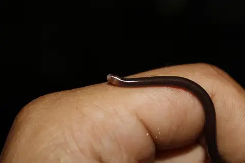 Whitenose Blind Snake