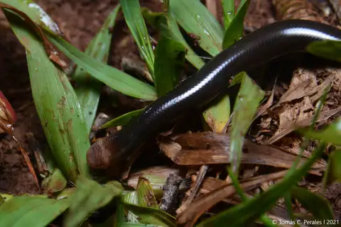 Ternetz's Blind Snake