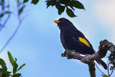 Black-and-gold Cotinga