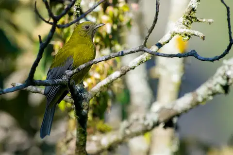 Grey-winged Cotinga