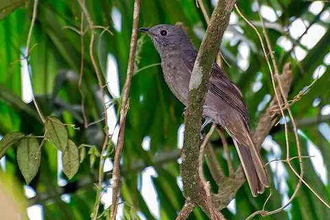 Cinnamon-vented Piha