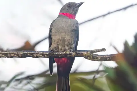 Rose-collared Piha