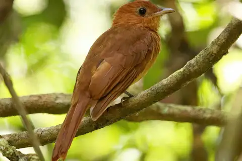 Rufous Piha