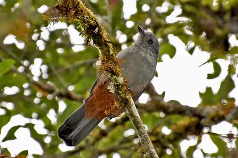 Scimitar-winged Piha