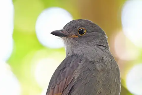 Chestnut-capped Piha