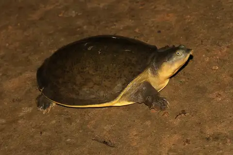 Indian Flapshell Turtle