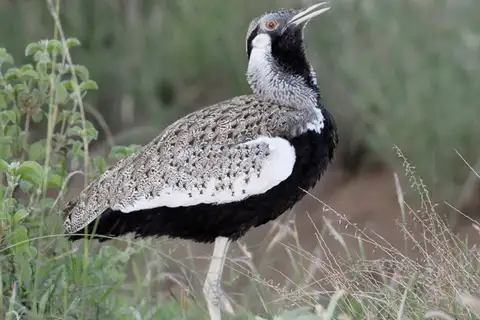 Hartlaub's Bustard