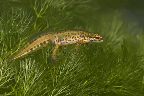 Palmate Newt