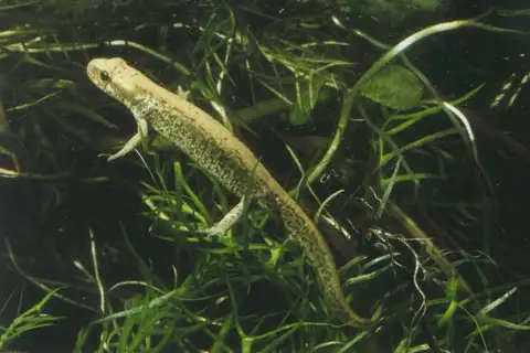 Italian newt