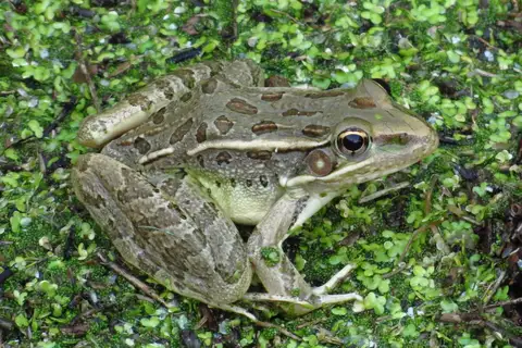 Rio Grande Leopard Frog