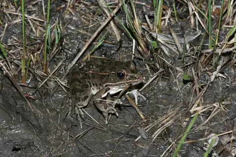 Plains Leopard Frog
