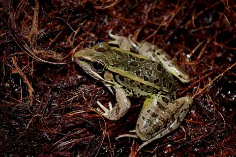 Browns' Leopard Frog