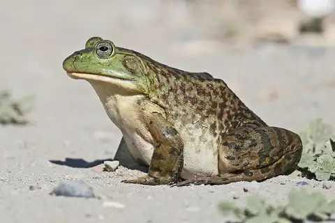 American Bullfrog