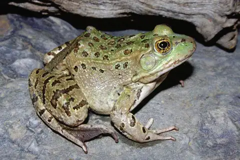Chiricahua Leopard Frog