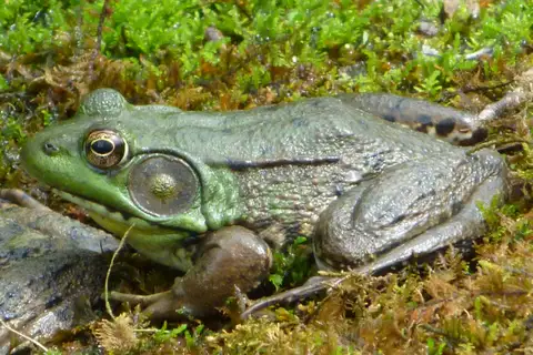 Green Frog