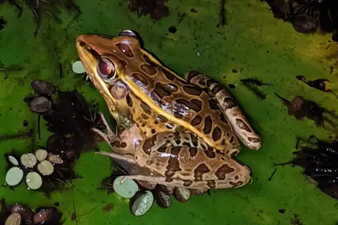 Forrer's Grass Frog