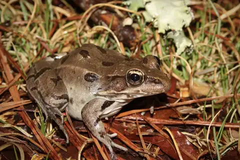 Atlantic Coast Leopard Frog