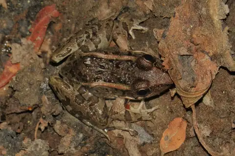 Lenca Leopard Frog