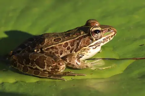Northwest Mexico Leopard Frog