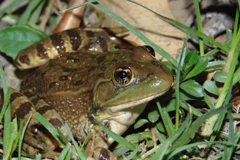 Montezuma Leopard Frog