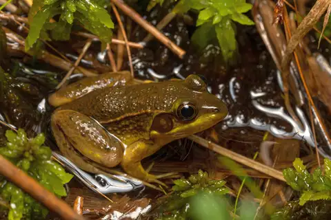 Florida Bog Frog