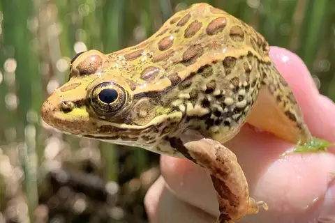 Relict Leopard Frog