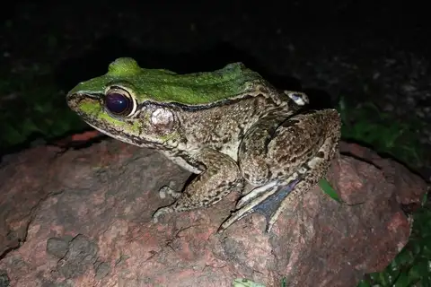 Amazon River Frog
