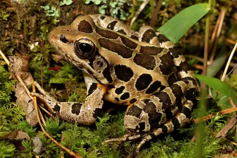 Pickerel Frog