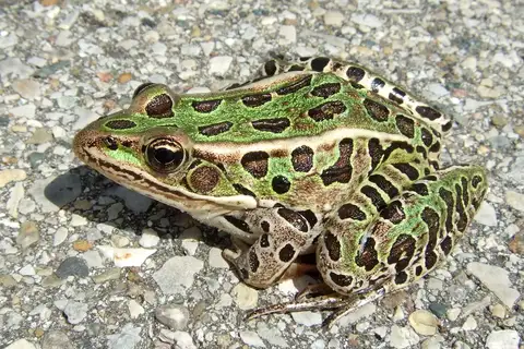 Northern Leopard Frog