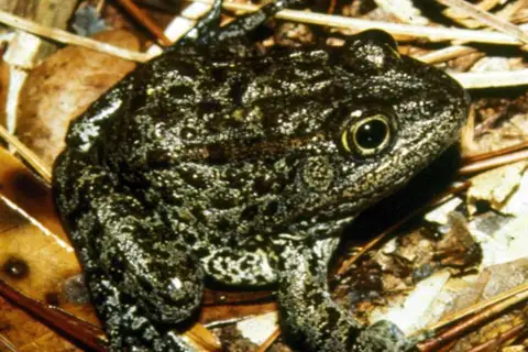 Dusky Gopher Frog