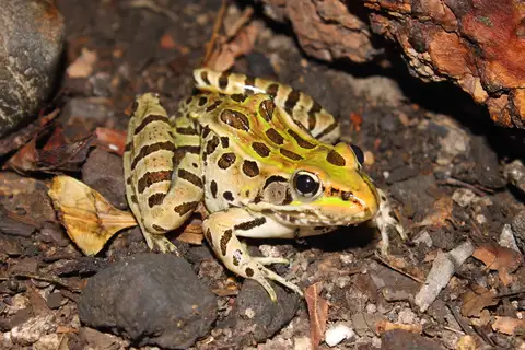 showy leopard frog
