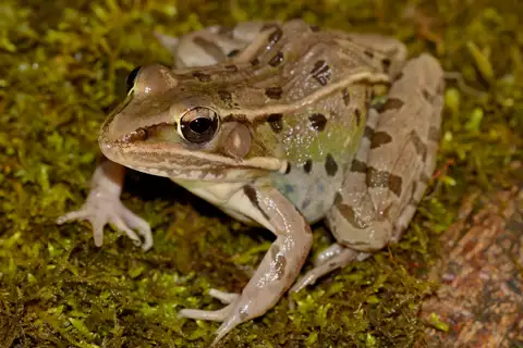 Southern Leopard Frog