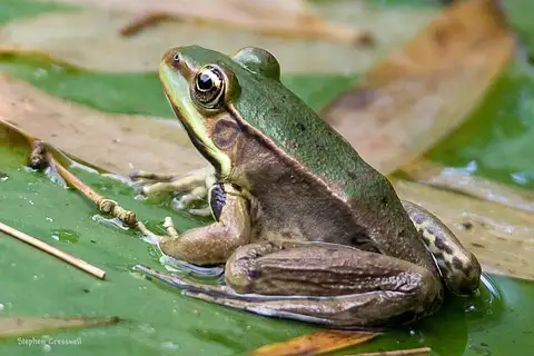 Vaillant's Frog