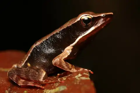 Brilliant Forest Frog