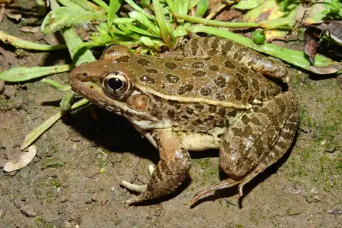 Lowland Leopard Frog