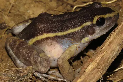 Painted Antnest Frog